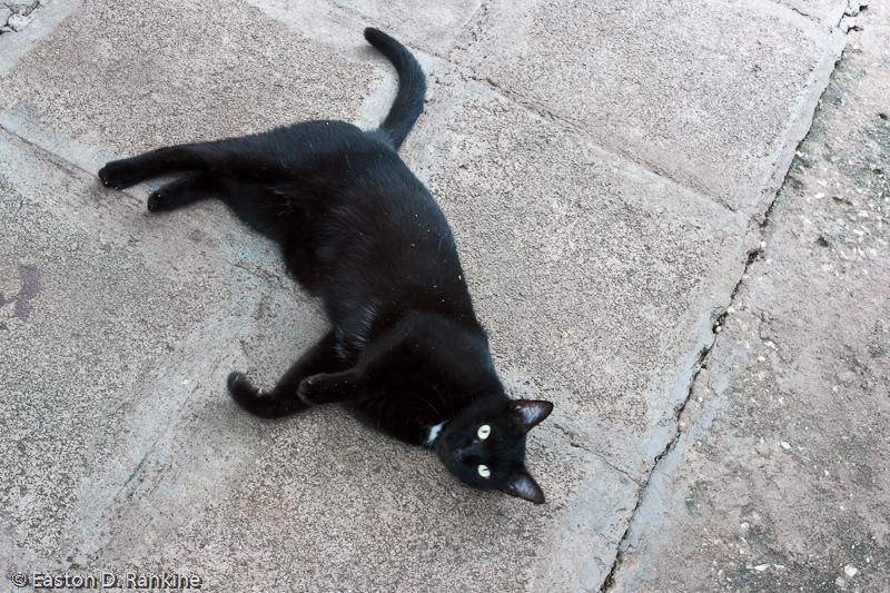 Backyard Cat