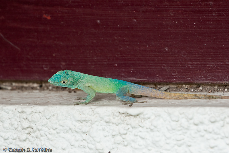 Lizard