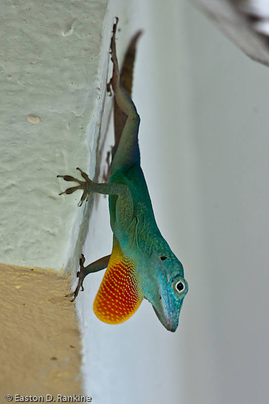 Lizard