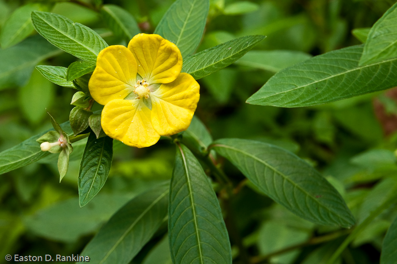 Mexican Primrose Willow