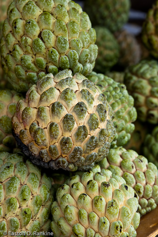 Sweetsop