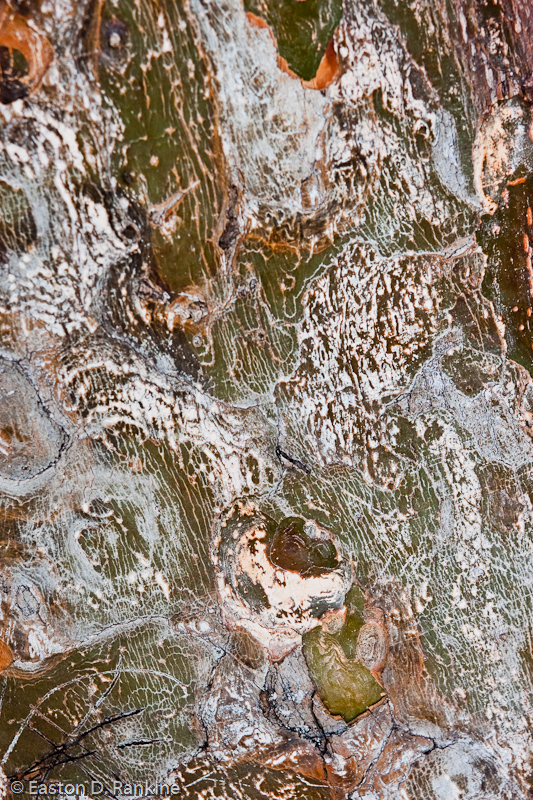 Trunk of Lignum Vitae