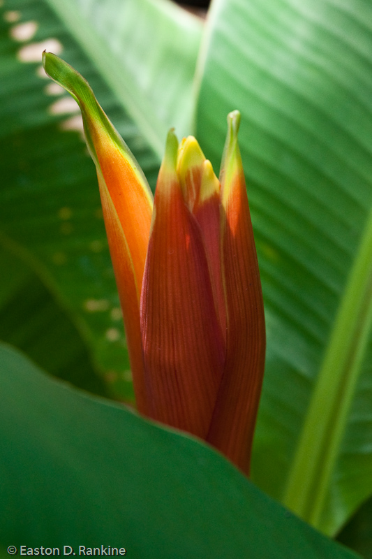 Ornamental Banana