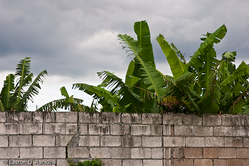 Banana and block Wall
