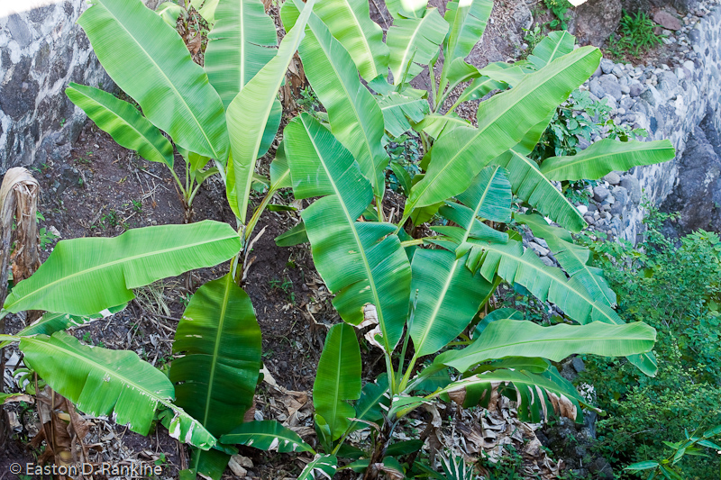 Banana