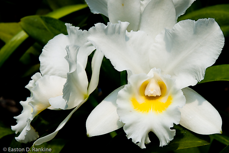 Orchid II