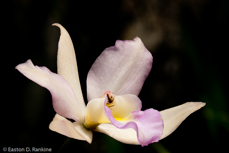 Orchid I