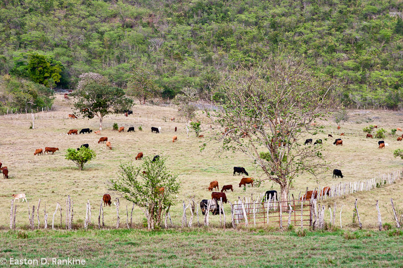 At Pasture - St Elizabeth