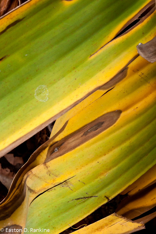 Banana Frond