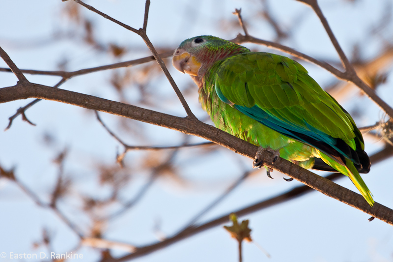 Yellow Bill Parrot - (Amazona collaria)