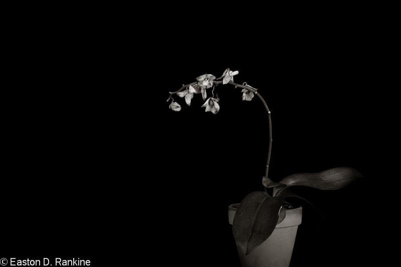 Orchid