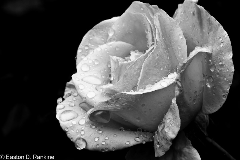 Late Rose