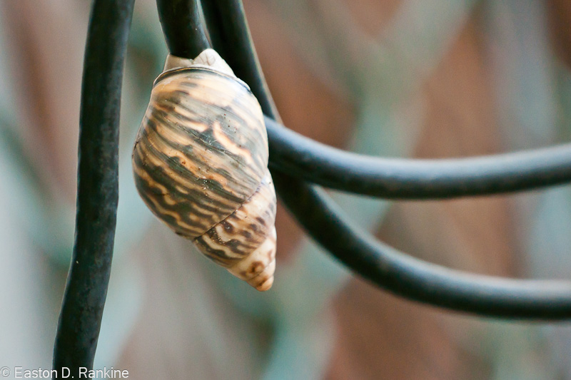 Garden Snail