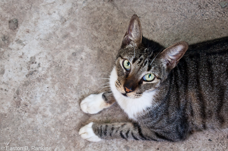 The Gray Cat