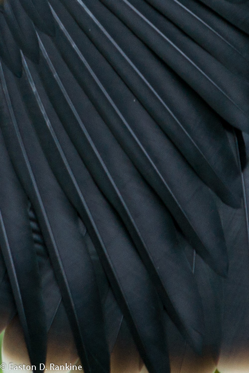 Wing of the Anhinga