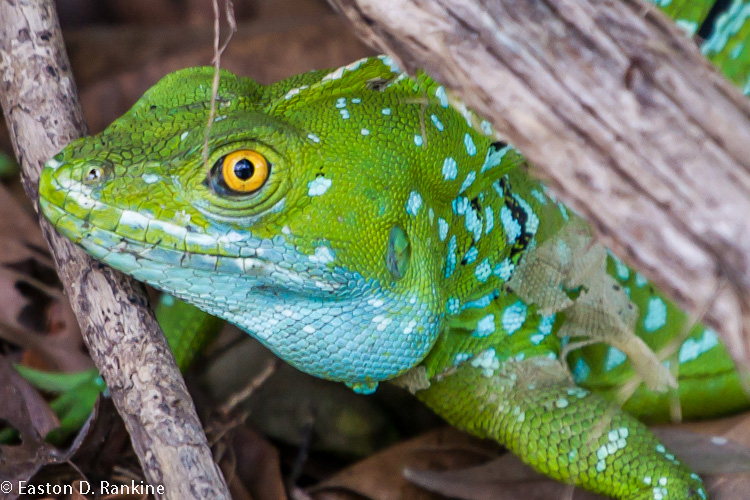 Plumed Basilisk, (Basiliscus plumifrons) I