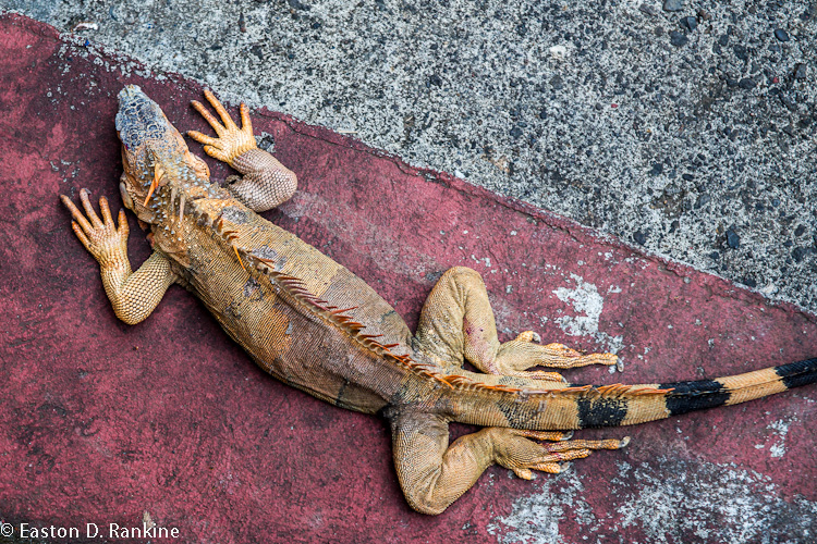 Iguana VI