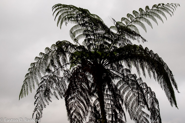 Tree Fern