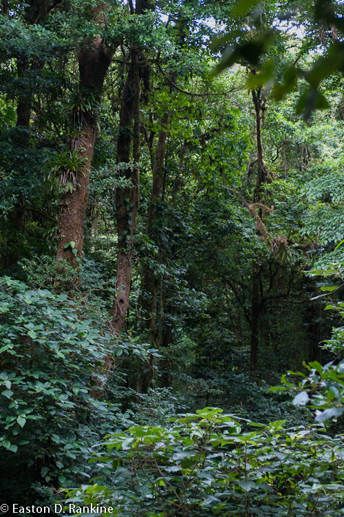 Forest II