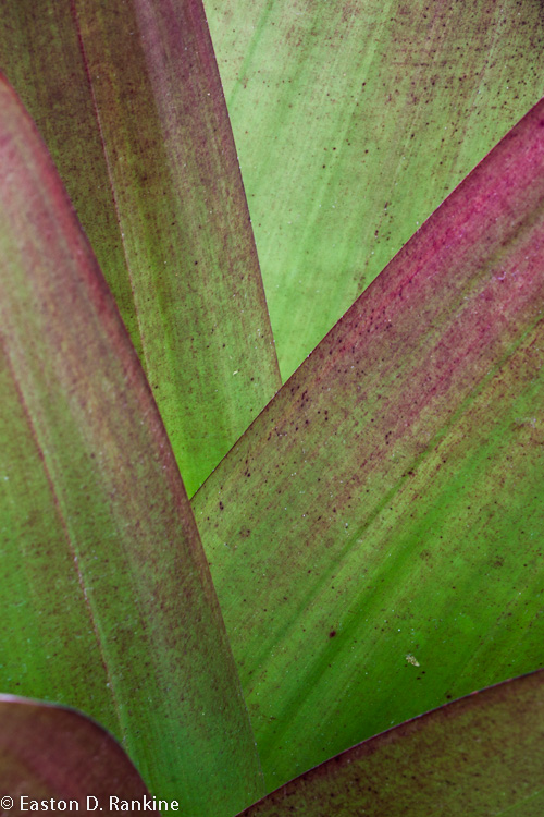 Detail - Giant Bromeliad