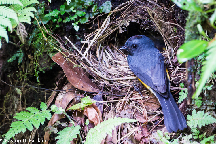 Slate Throated Redstart I