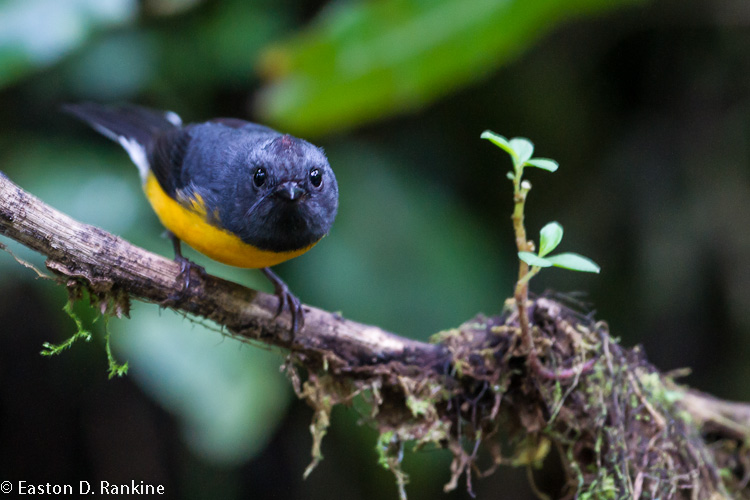 Slate Throated Redstart II