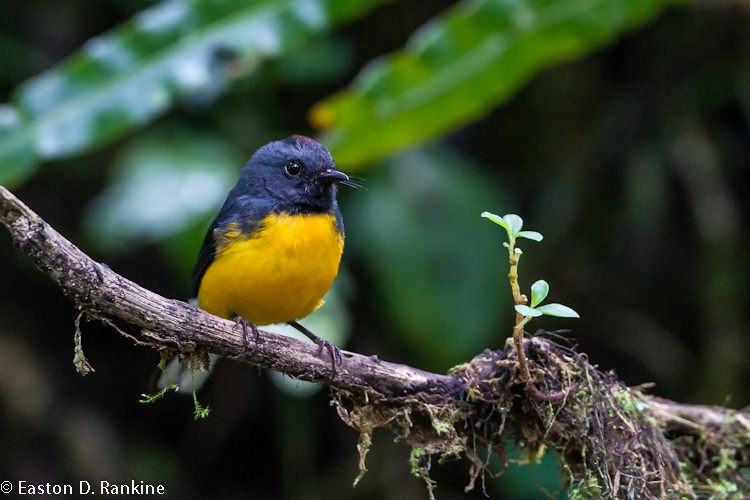 Slate Throated Redstart III