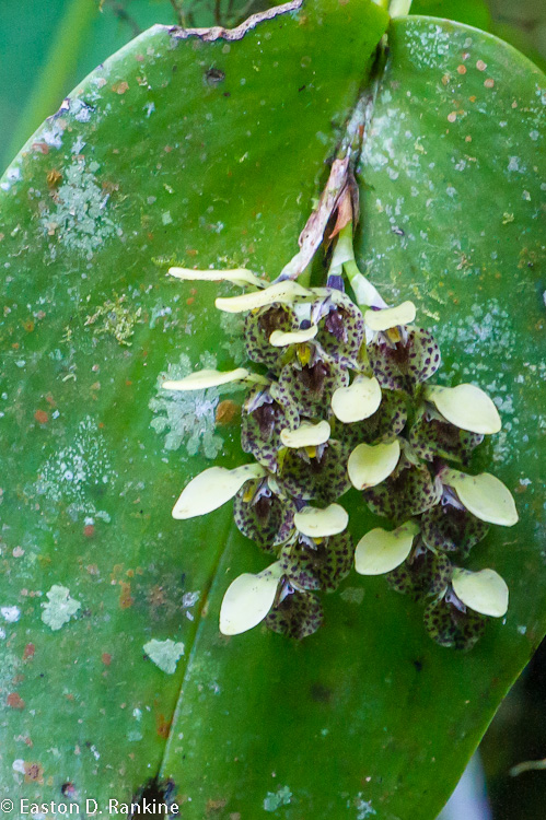Colonized Leaf