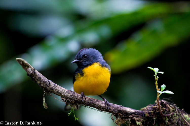 Slate Throated Redstart VI