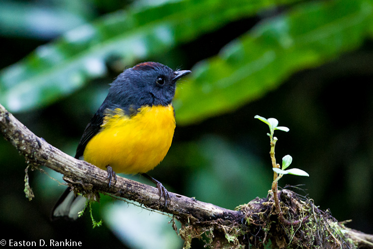 Slate Throated Redstart VII