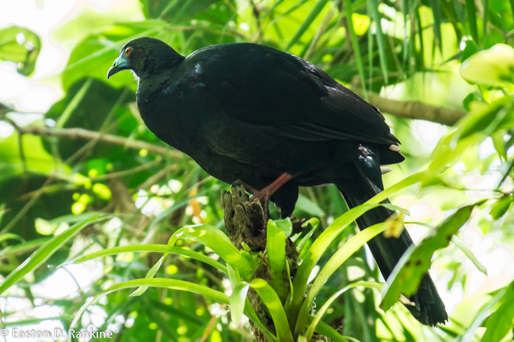 Black Guan (Chamaepetes unicolor)