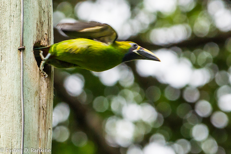 Emerald Toucanet VII