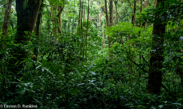 The Forest