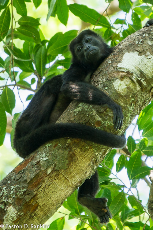 Watchful - Howler Monkey