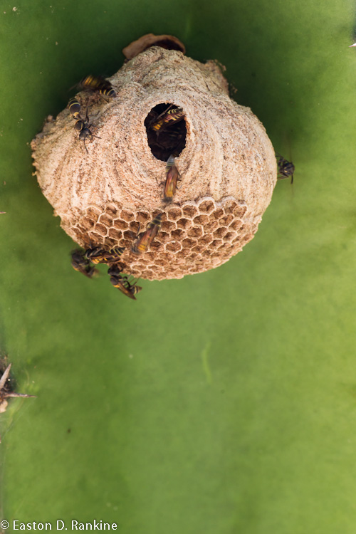 Wasps