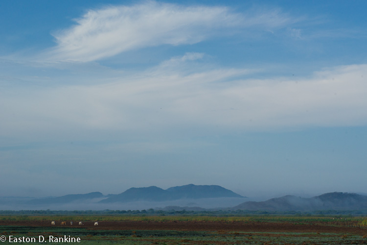 Cows in the Wetland