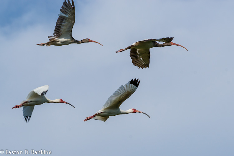 White Ibis IV