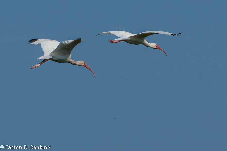 White Ibis V