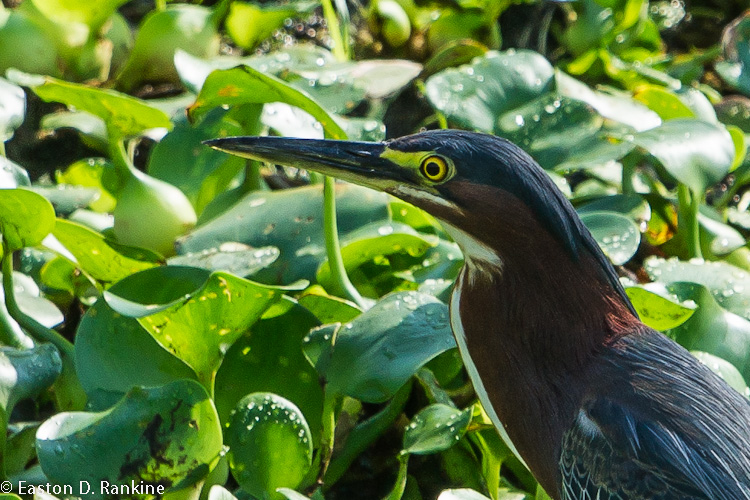 Green Heron (Butorides virescens)