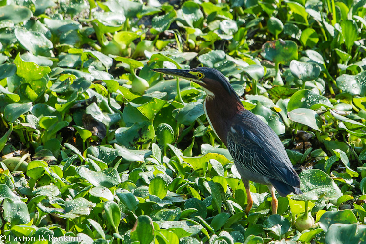 Green Heron (Butorides virescens) II