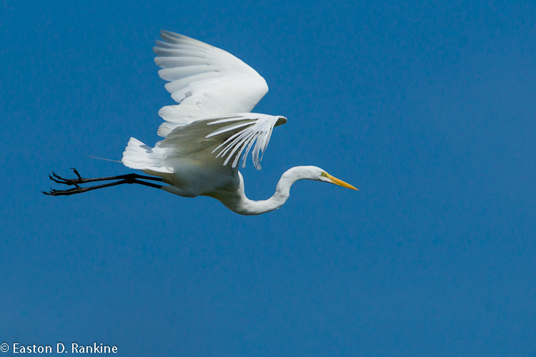 Great Egret (Ardea alba), III