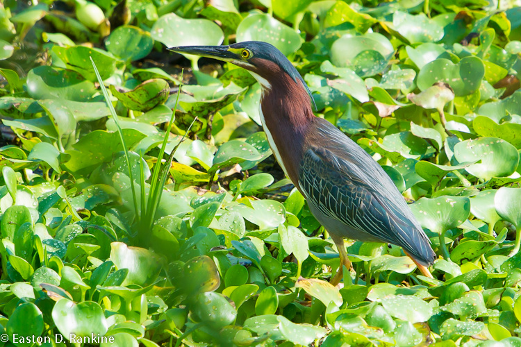 Green Heron (Butorides virescens) III