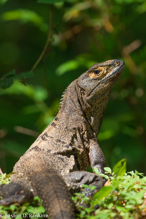 Ctenosaur (Ctenosaur similis) IV