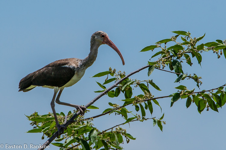 Juvenile White Ibis