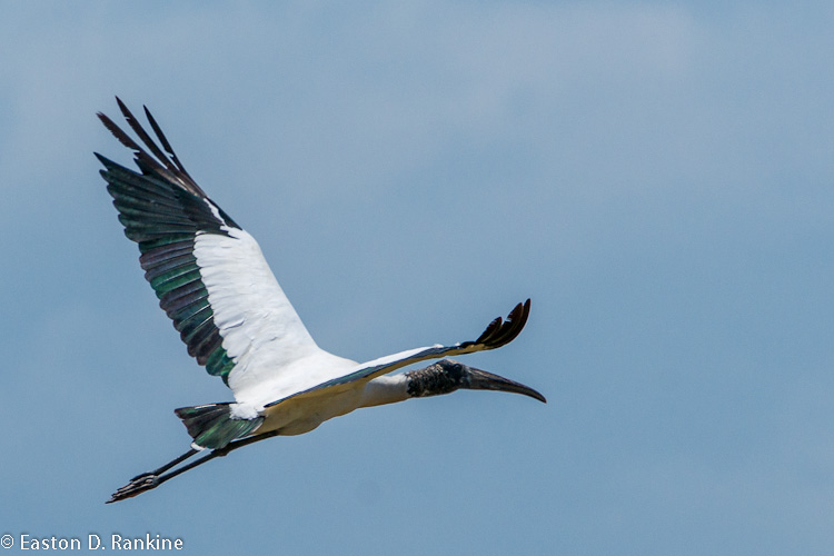 Wood Stork