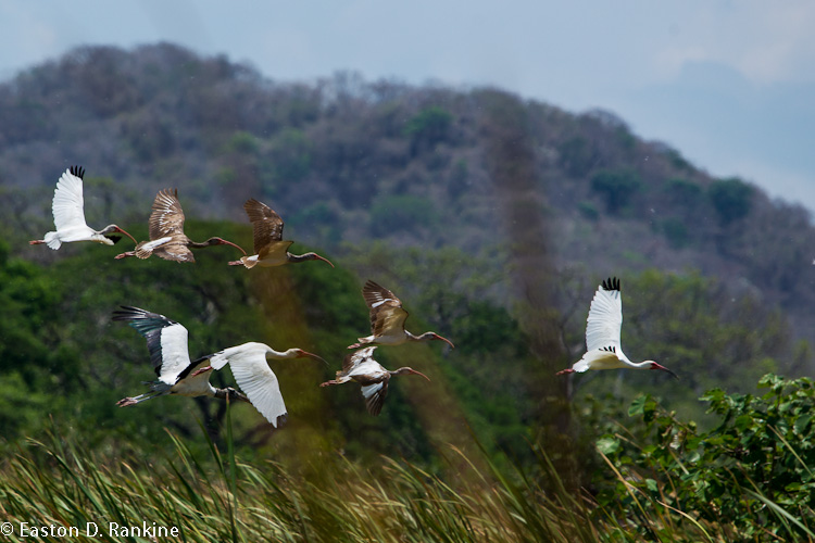 White Ibis VI