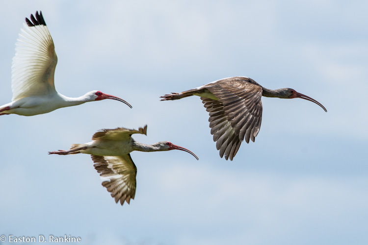 White Ibis VII