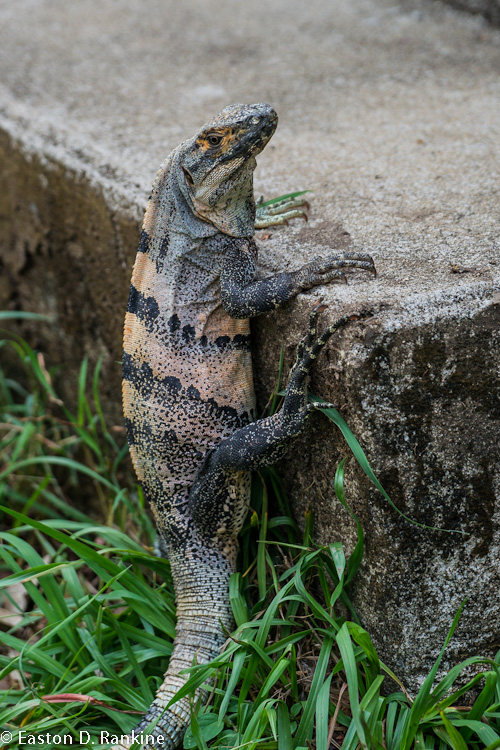 Ctenosaur (Ctenosaur similis) V