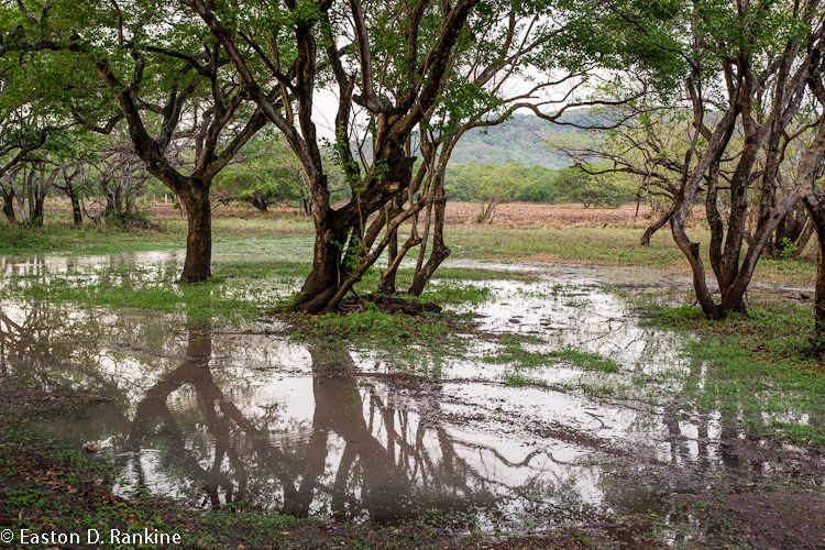 After the Rain