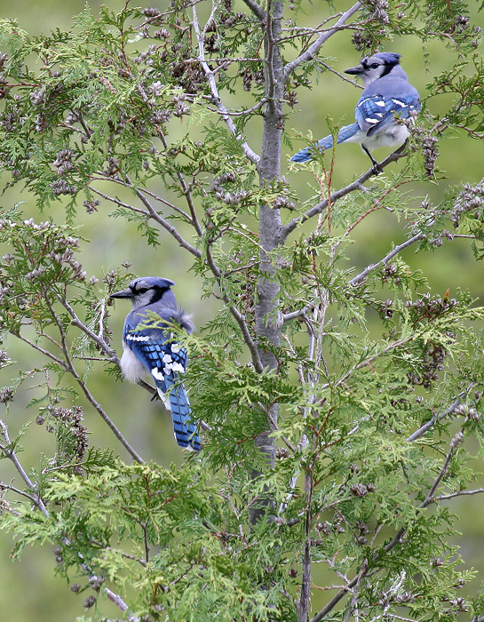 Jays.JPG